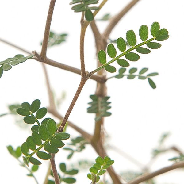 Sophora plant