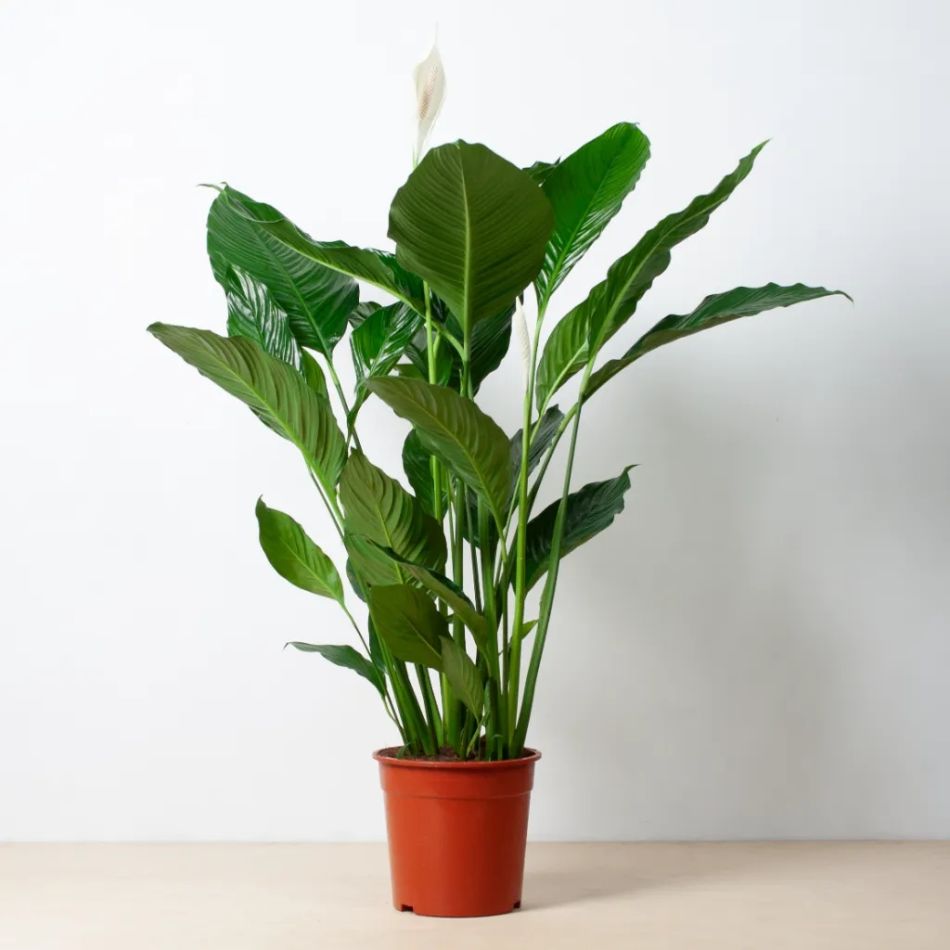 Grote lepelplant