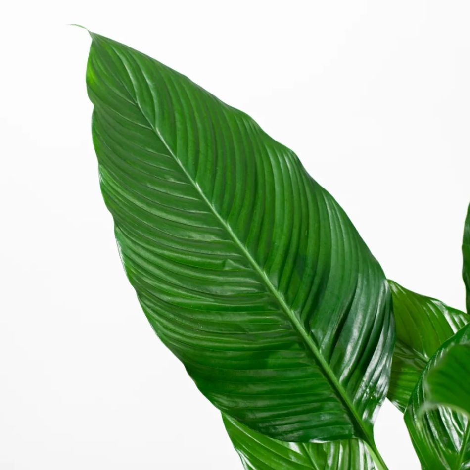 Spathiphyllum blad