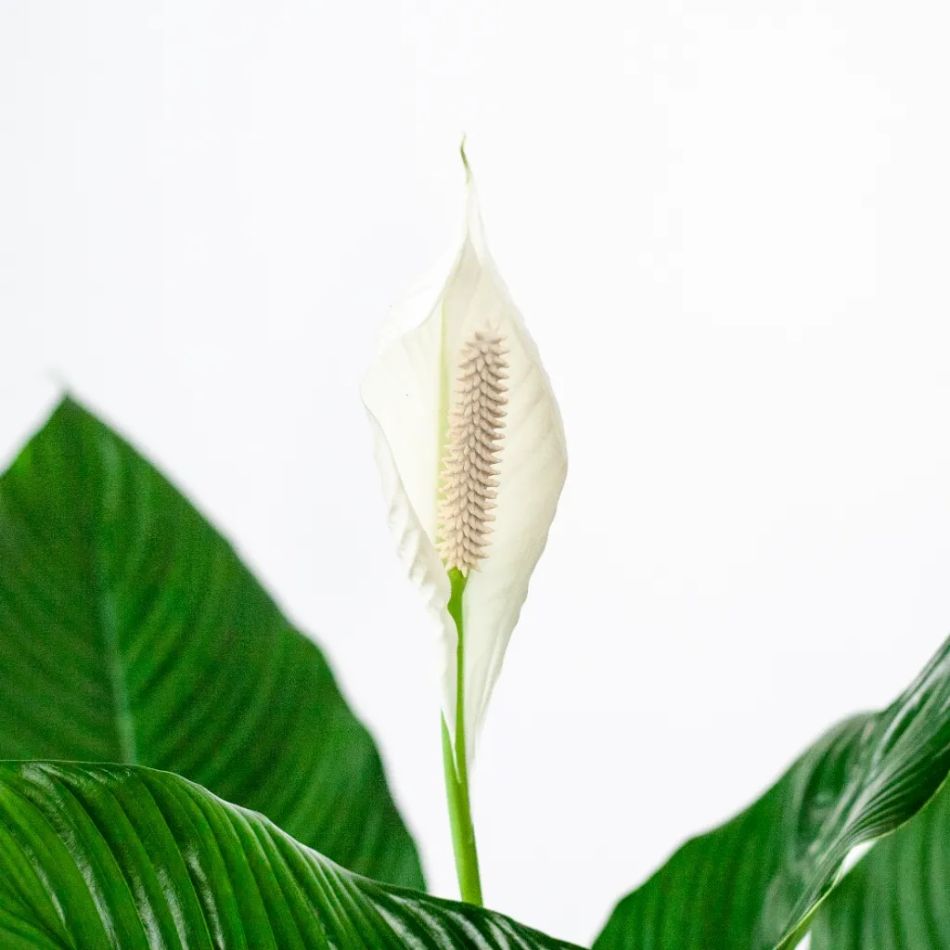 Spathiphyllum bloem