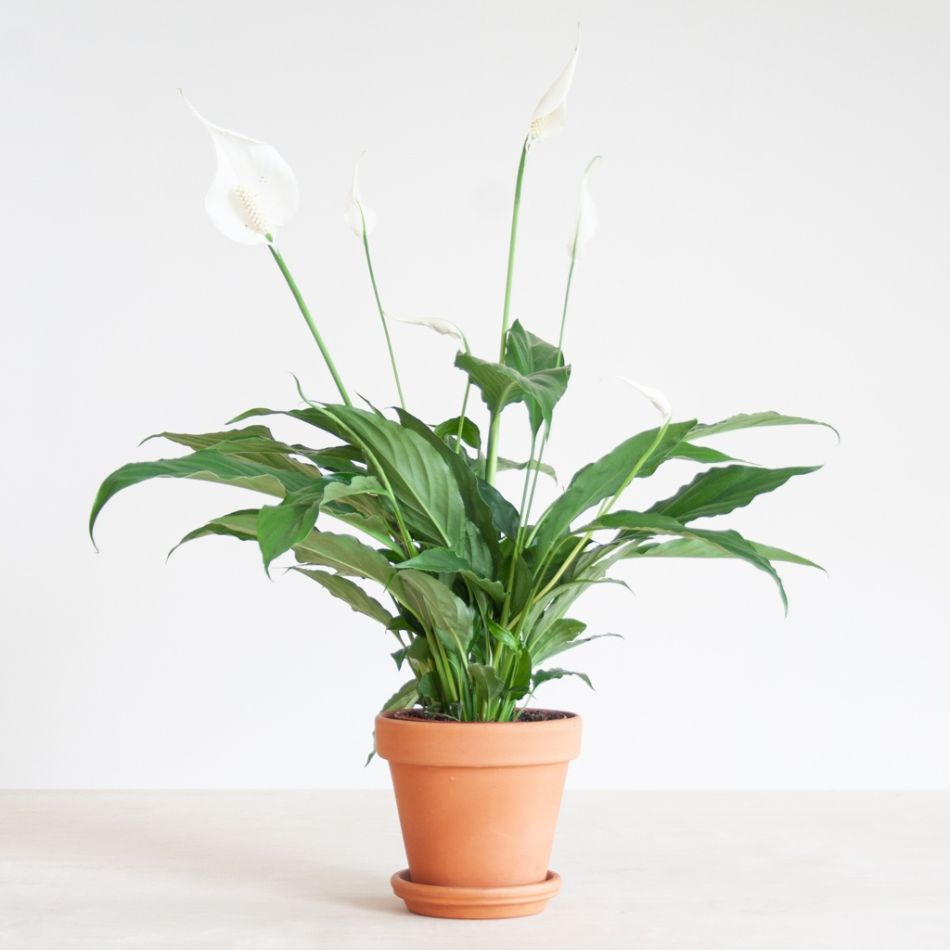 Spathiphyllum-Torelli-p12-1