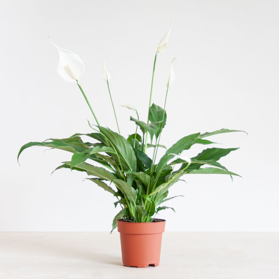 Spathiphyllum-Torelli-p12-2