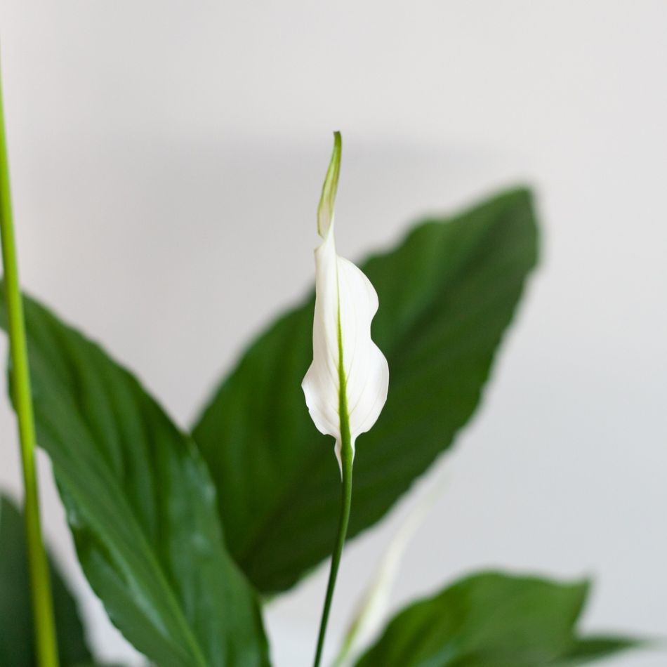 Spatiphyllum-p17-3 1