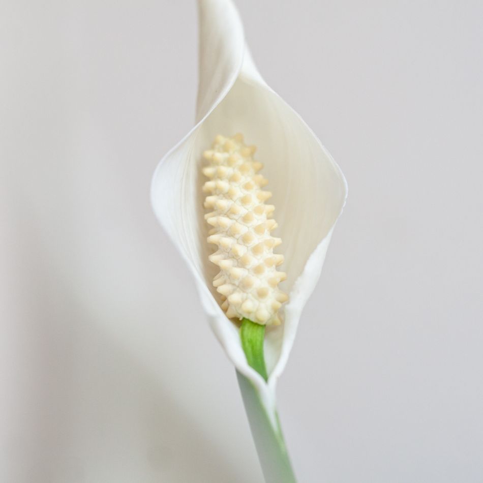 Spathiphyllum Bingo - Lepelplant - P19