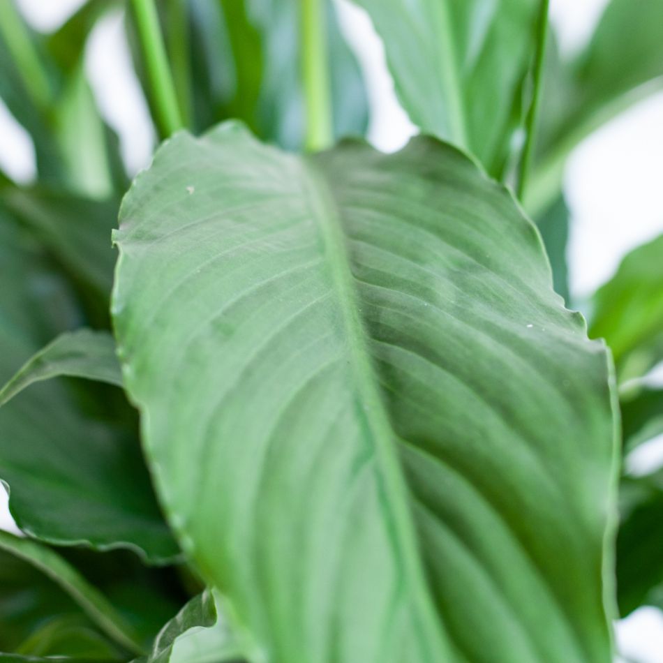 Spathiphyllum Bingo - Lepelplant - P19