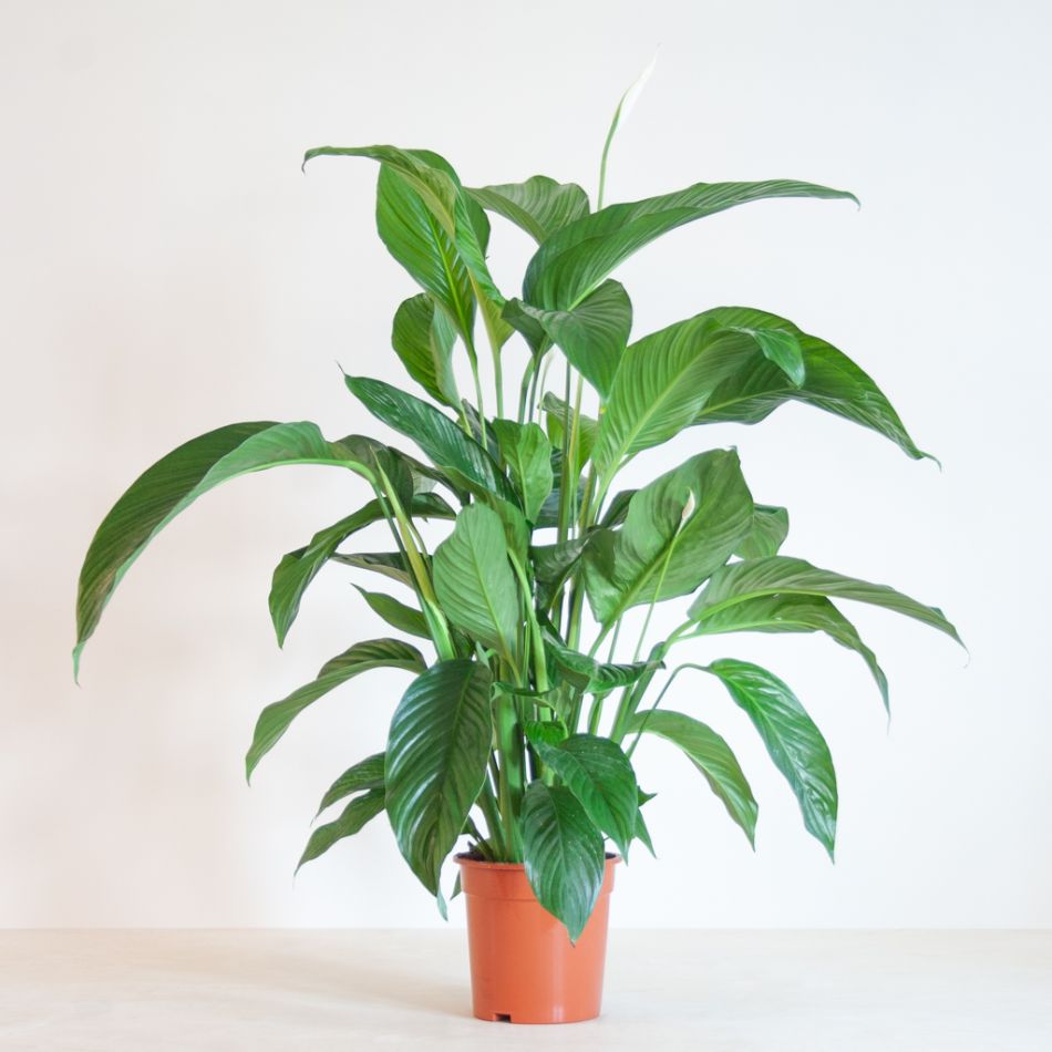 Spathiphyllum Bingo - Lepelplant - P19