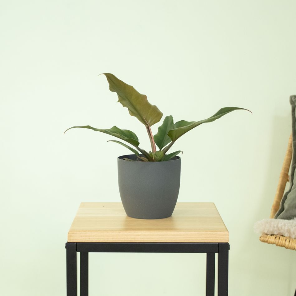 Philodendron Pluto