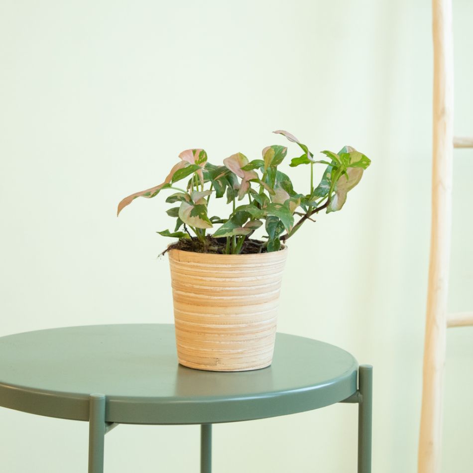 Syngonium Red Spot