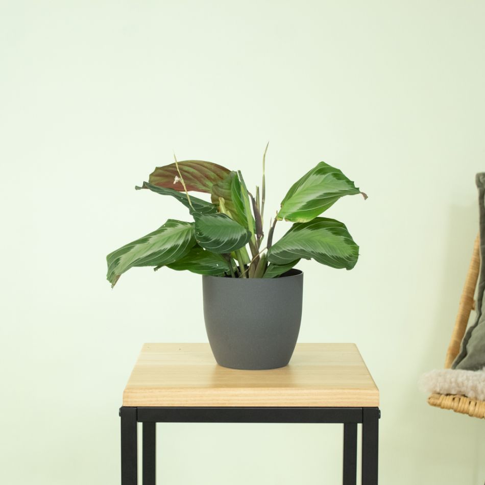 Maranta Silver Band