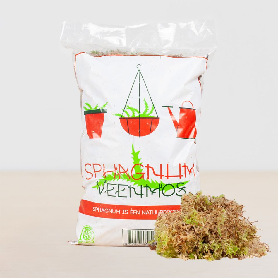sphagnum mos