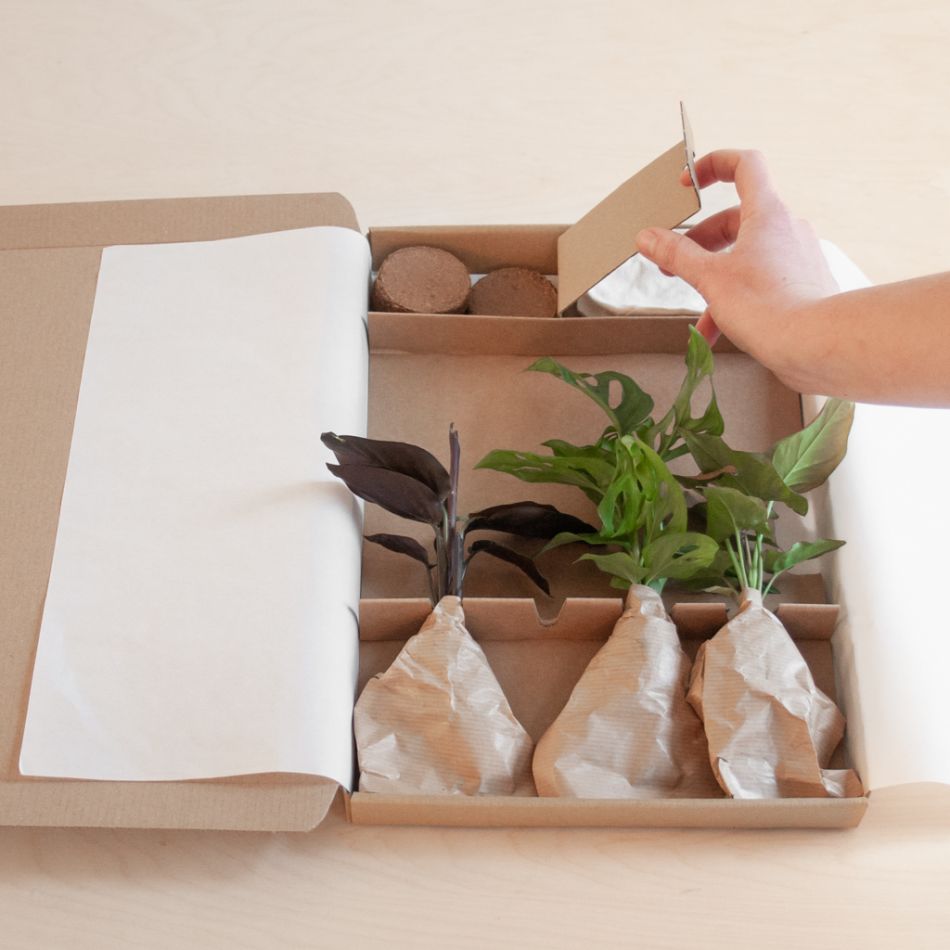 Stekjesbox