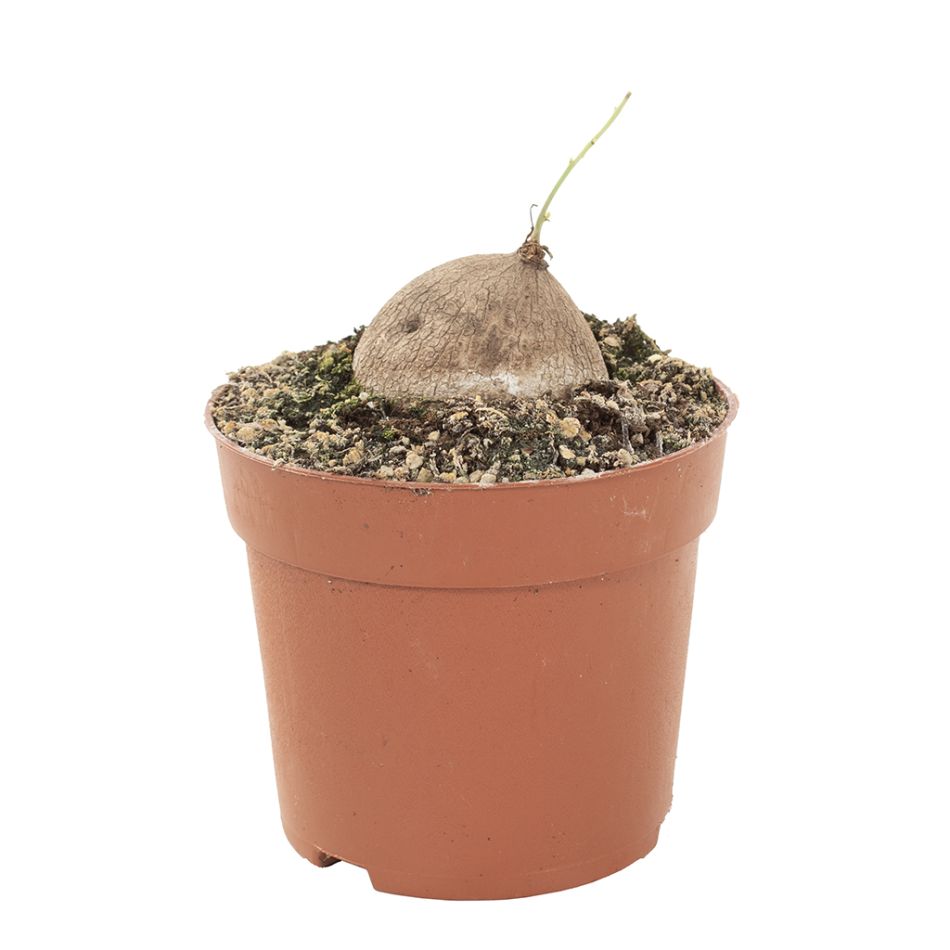 stephanica erecta