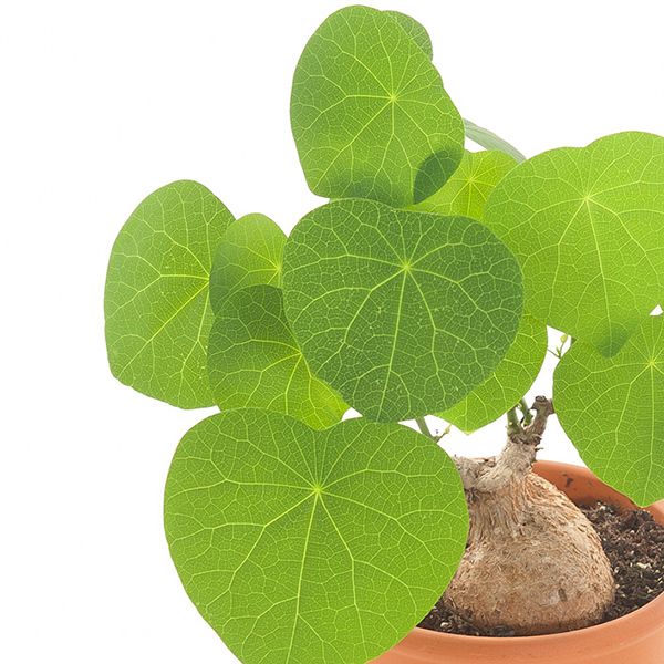 Stephania Cepharantha care