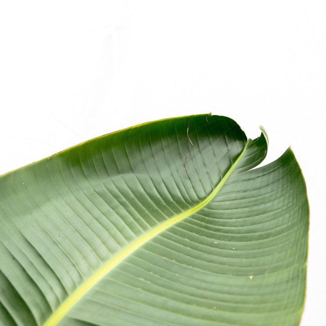 Strelitzia Augusta XXL