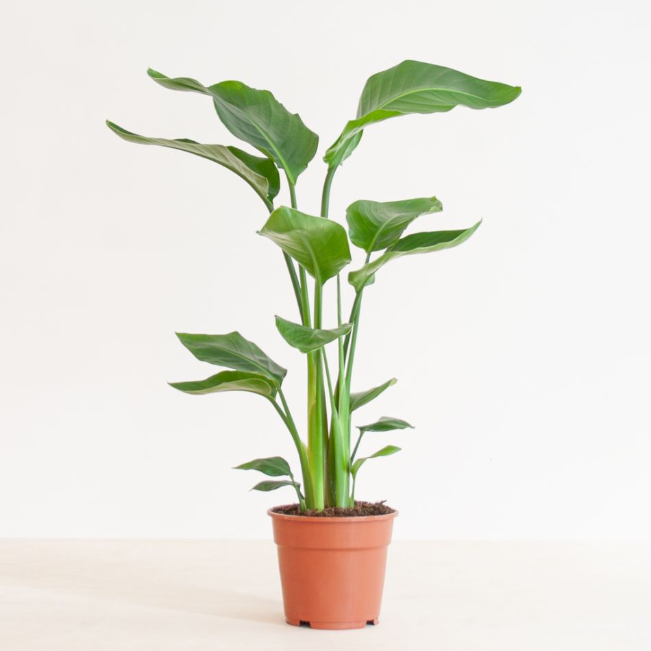 Strelitzia Nicolai - P17