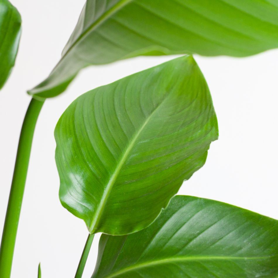 Strelitzia Nicolai - Paradijsvogelplant - inclusief Jute Lissabon Pot - Zwart - P19