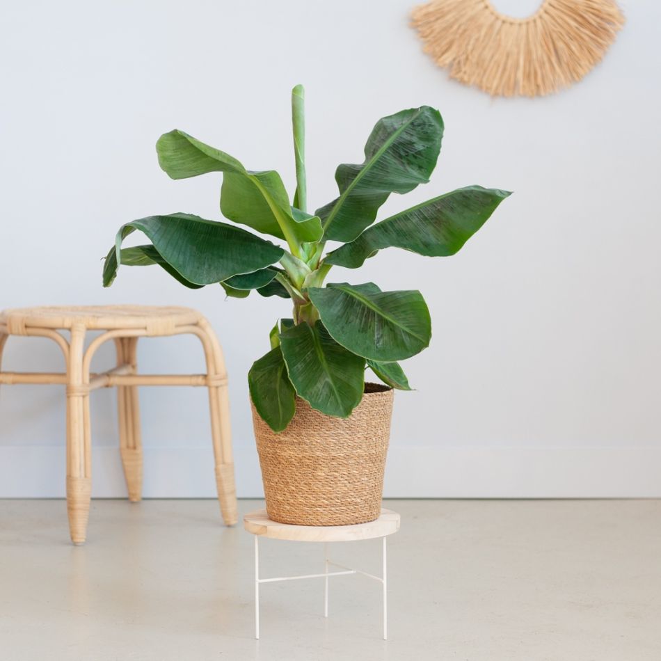Strelitzia-Nicolain-p21-Lifestyle-3