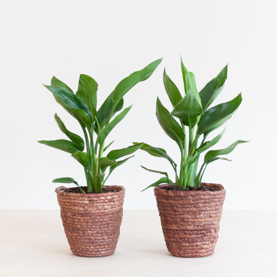 Strelitzia-Reginae-Duo-12-2