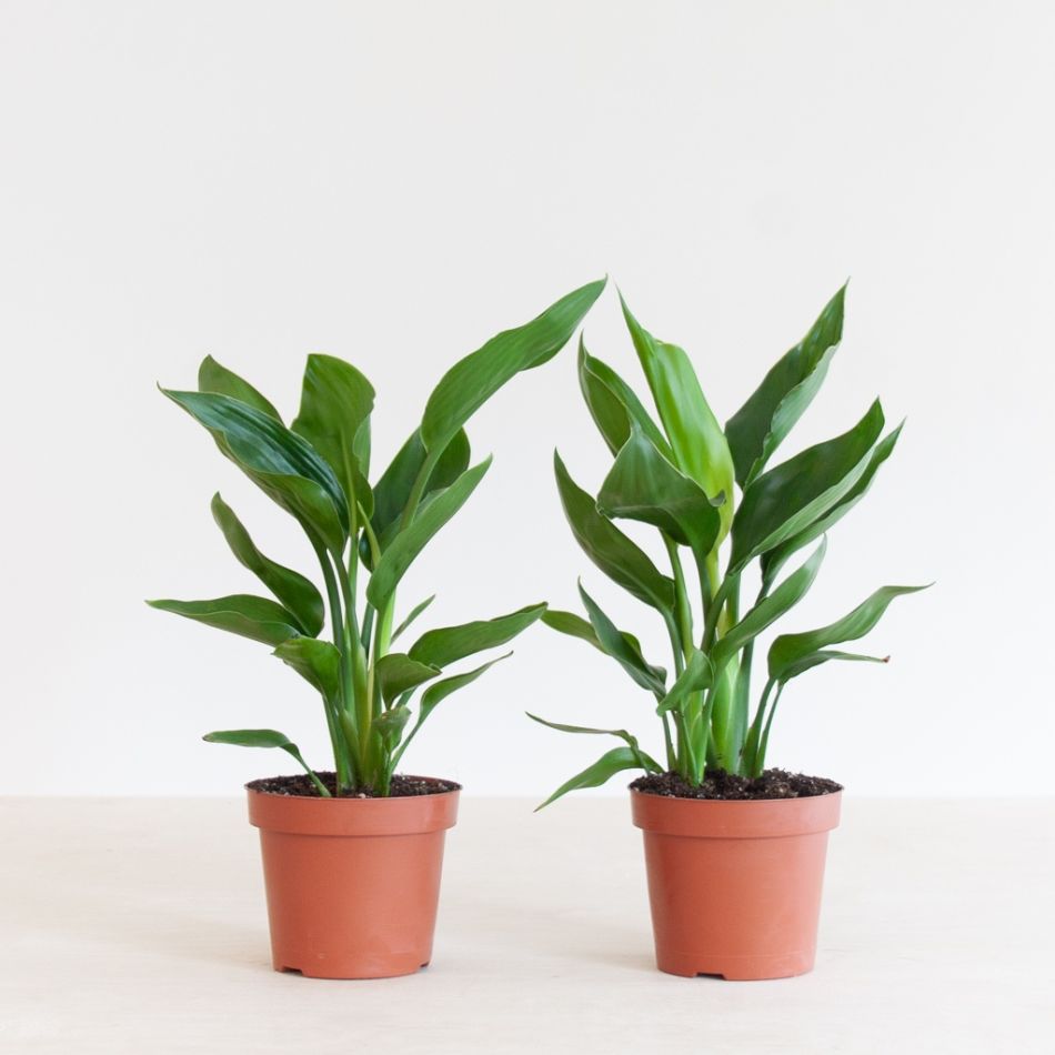 Strelitzia-Reginae-Duo-p-12-1