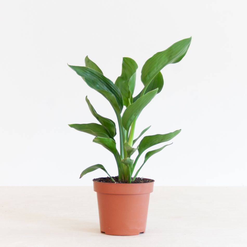 Strelitzia Reginae - Paradijsvogelbloem - P12