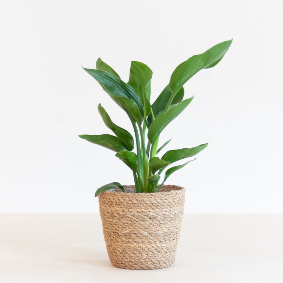 Strelitzia Reginae - Paradijsvogelbloem - P12