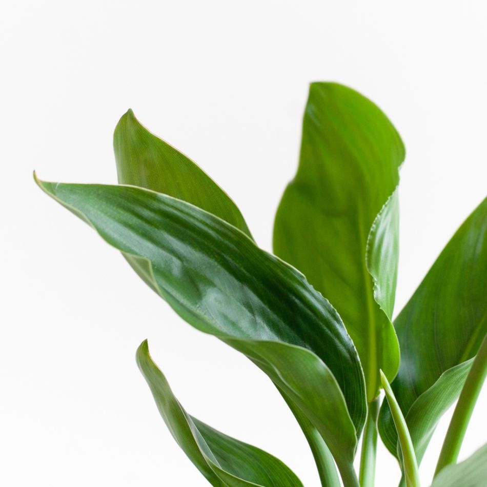 Strelitzia-Reginae-p12-5 2