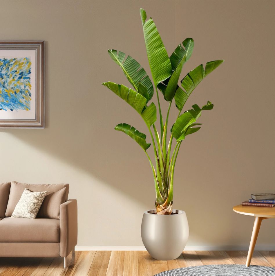 Strelitzia-augusta-P45-250cm-25492-4-scaled