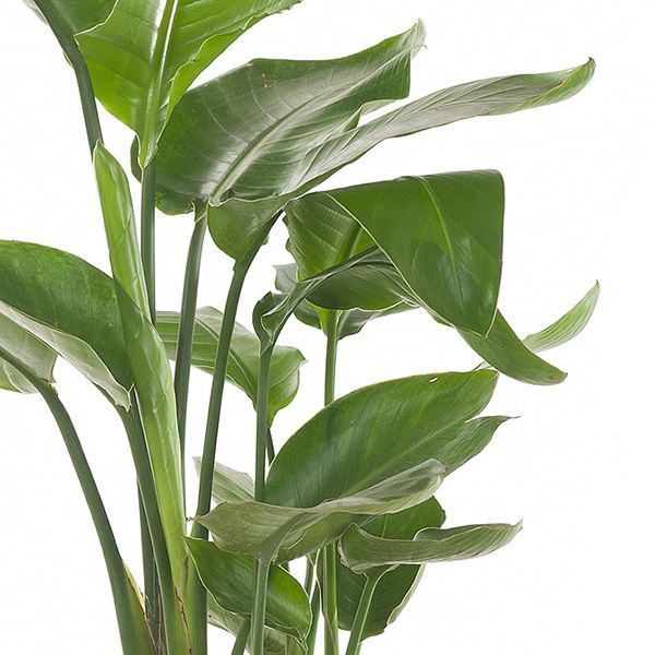 Strelitzia Nicolai