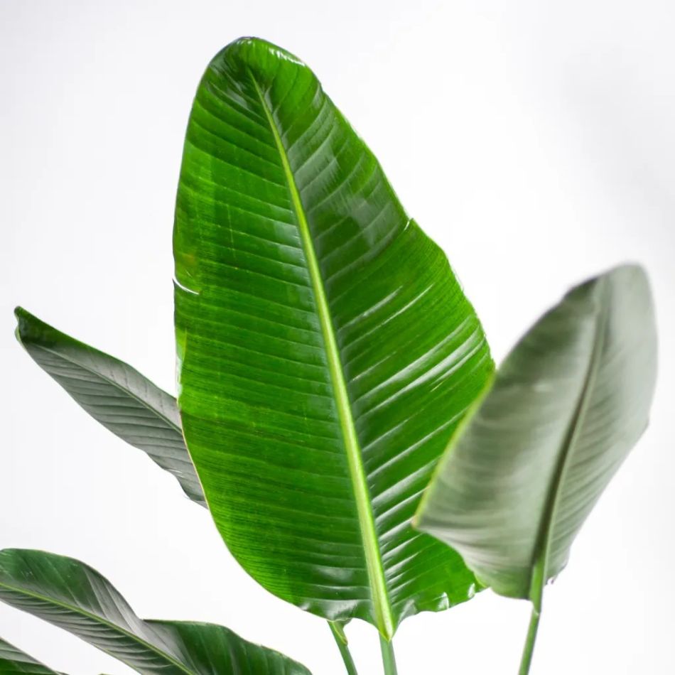 Strelitzia blad