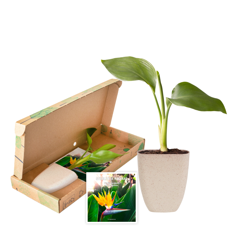 strelitzia paradijsvogelplant packshot