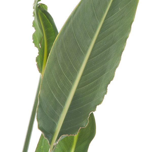 Strelitzia reginae blad
