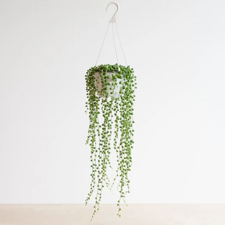 Senecio Rowleyanus