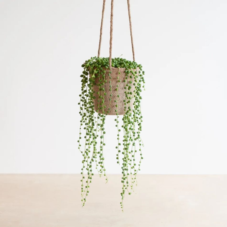 Senecio Rowleyanus