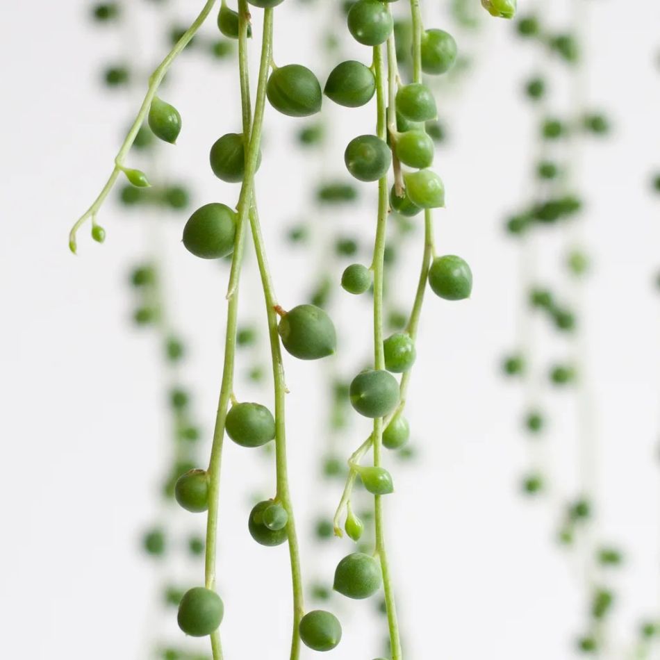Senecio Rowleyanus