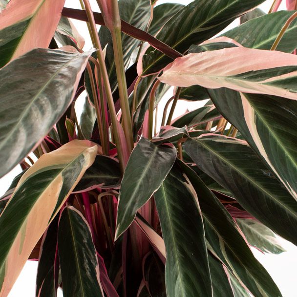 Stromanthe sanguin triosta