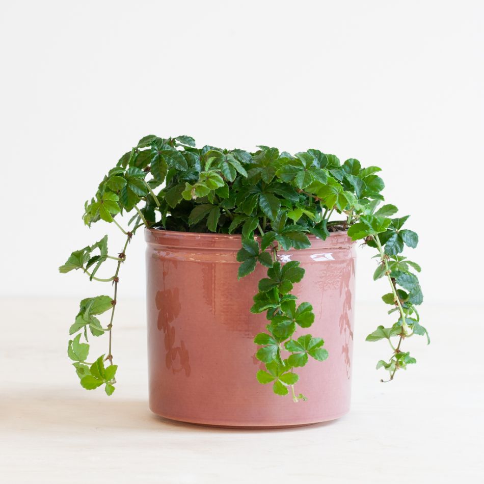 Parthenocissus Striata