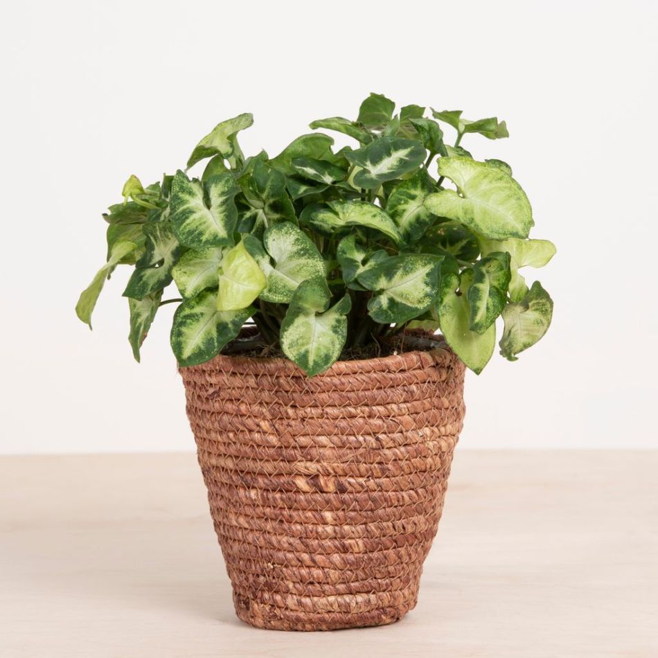 Syngonium Pixie - P12