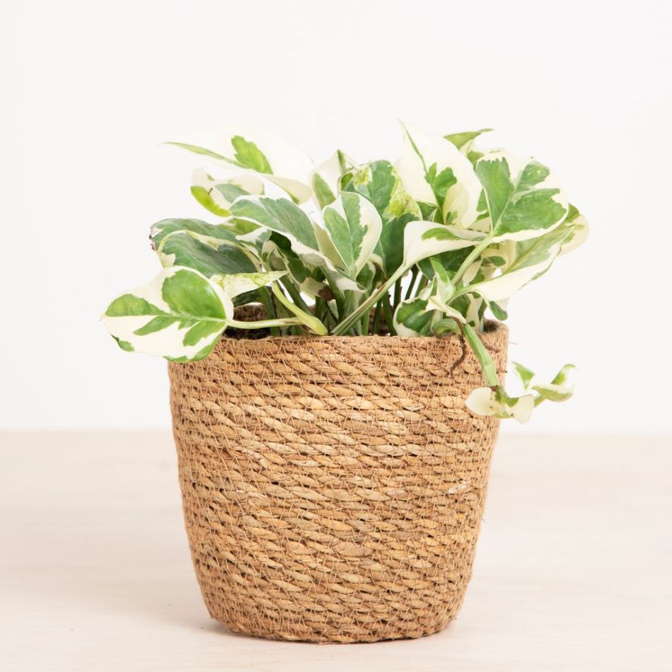 Scindapsus N'joy - Epipremnum Variegata - P12 (hangplant)