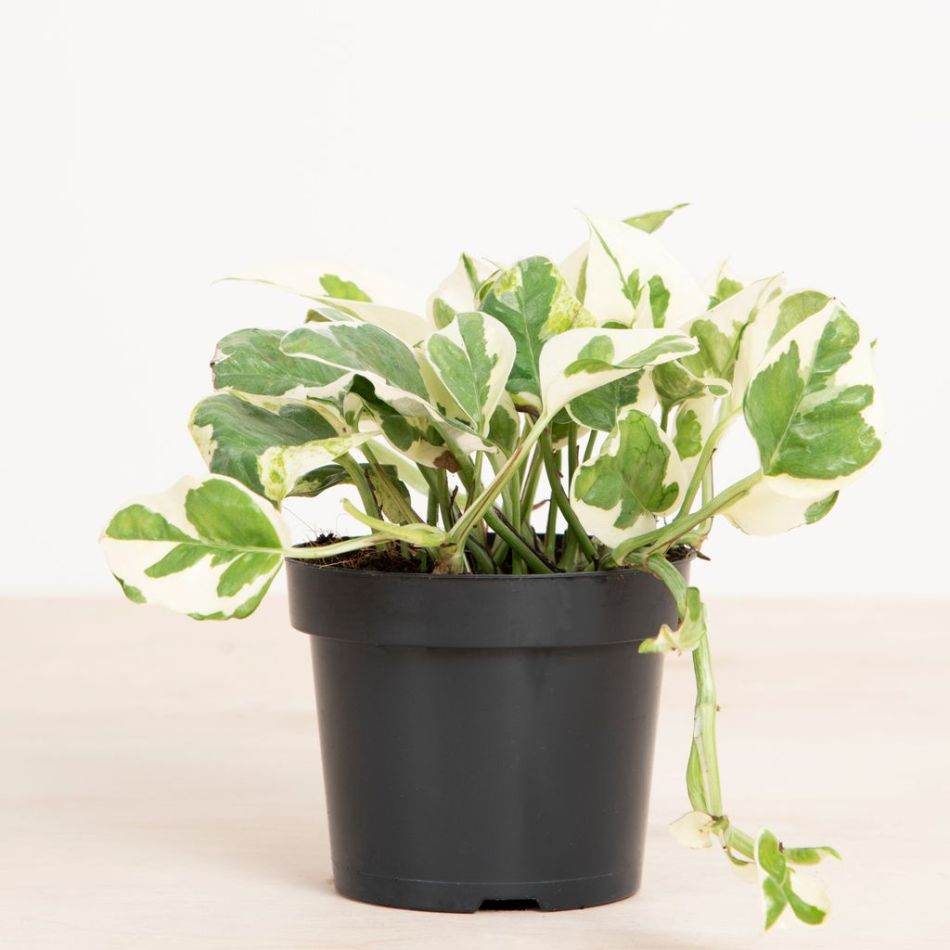 Scindapsus N'joy - Epipremnum Variegata - P12 (hangplant)