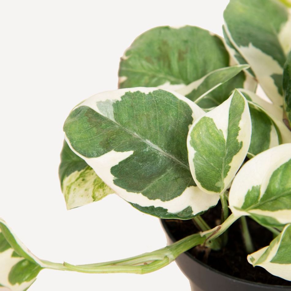 Scindapsus N'joy - Epipremnum Variegata - P12 (hangplant)
