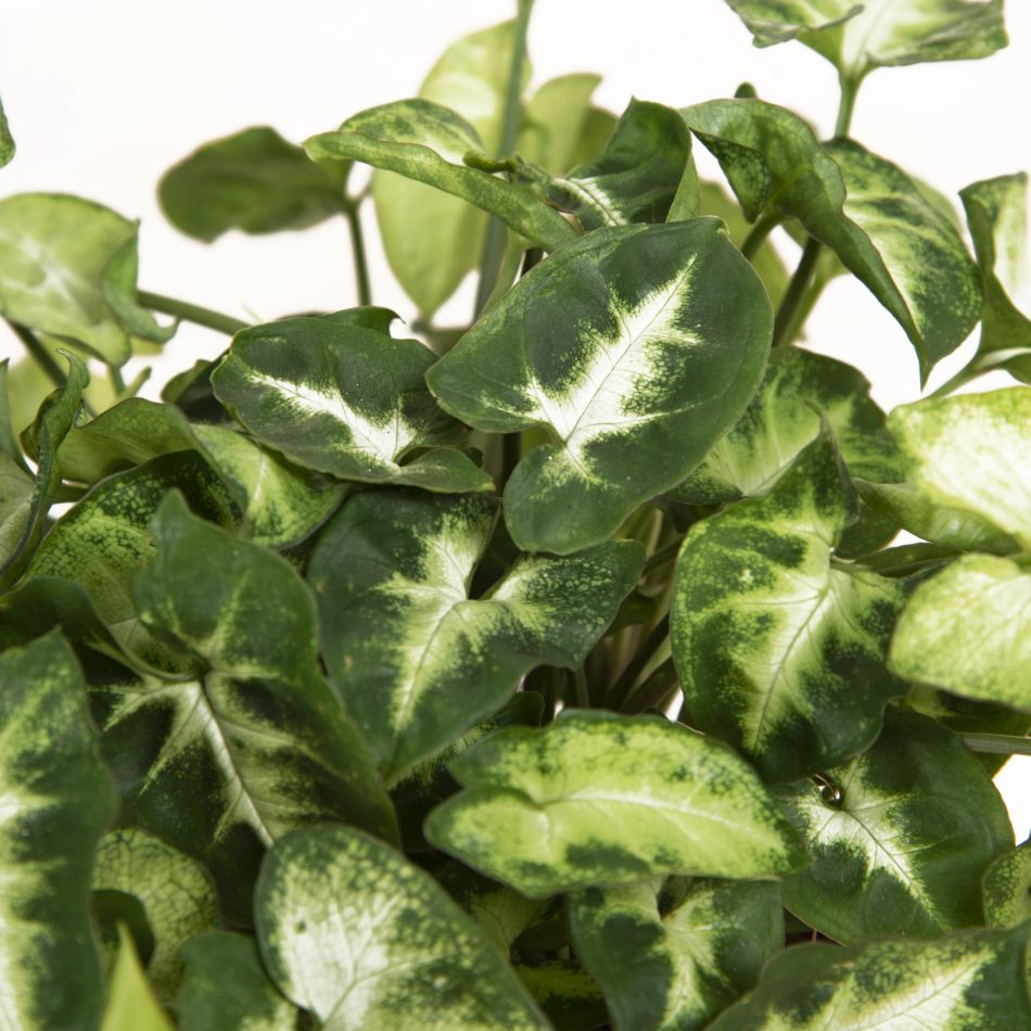 Syngonium-Pixie-close-up-scaled
