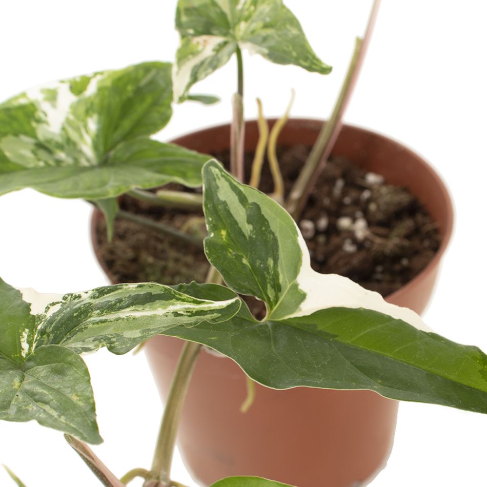 Syngoniuim Variegated