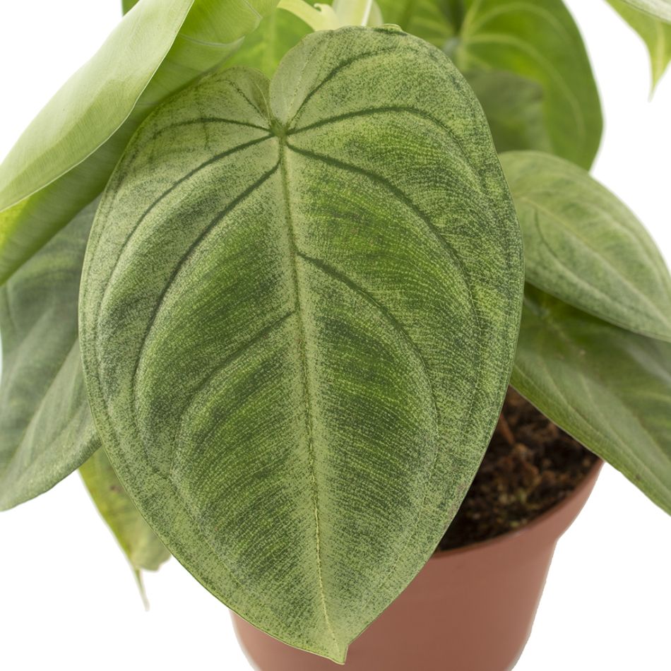 Syngonium frosted heart