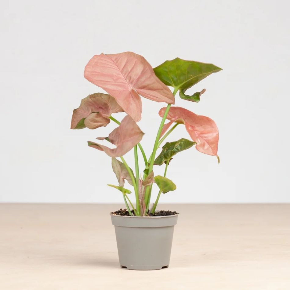 baby syngonium