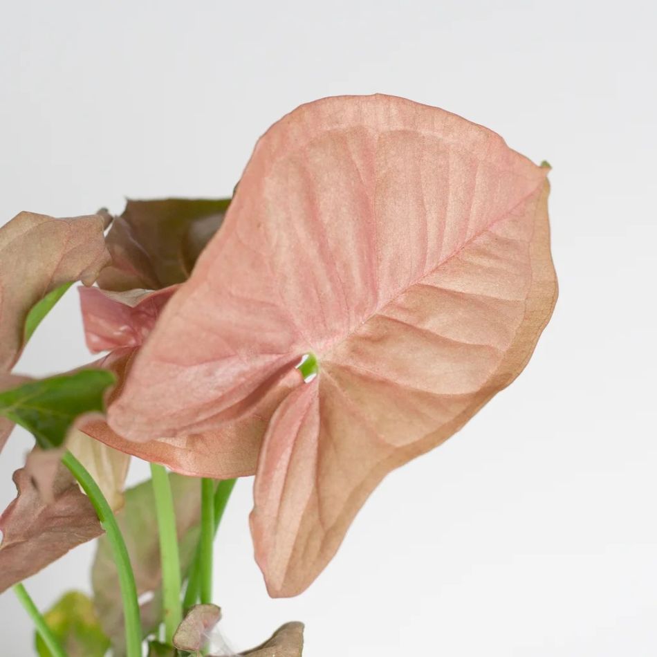 Mini Syngonium Neon Robusta - Aronskelk - P6