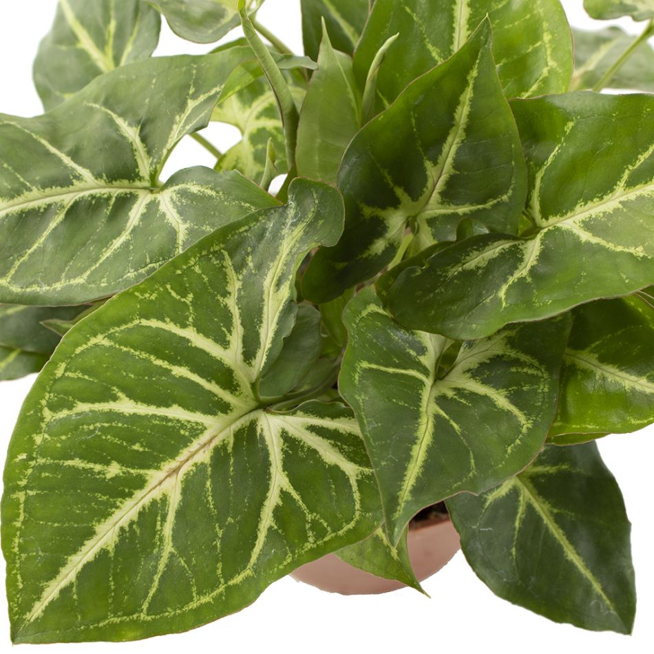 Syngonium