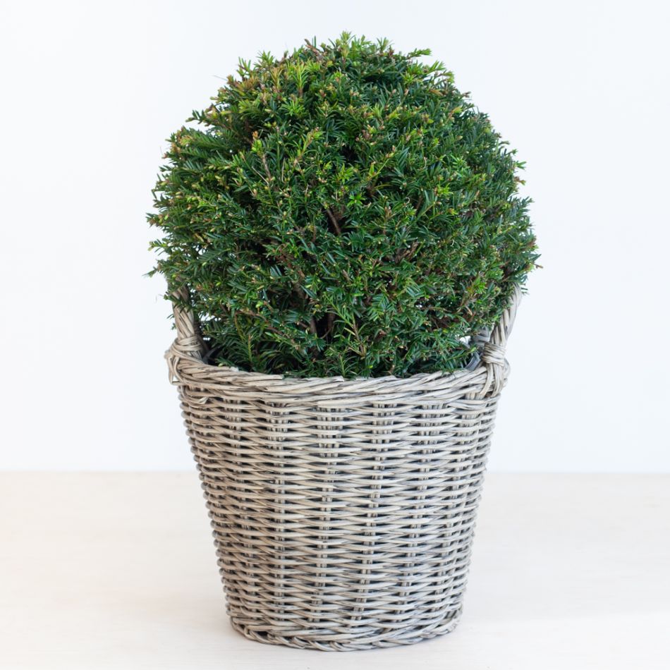 Taxus Baccata - P26