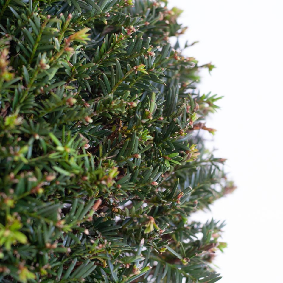 Taxus Baccata - P26