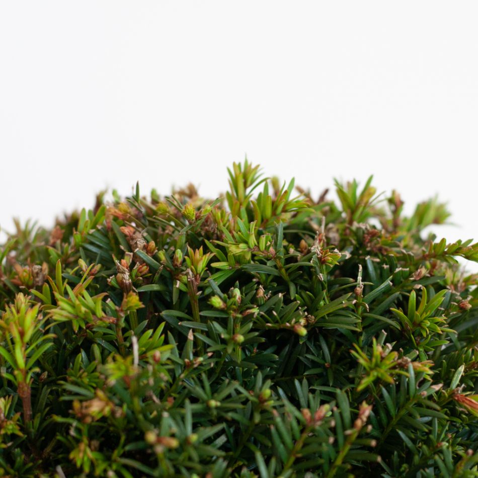 Taxus Baccata - P26