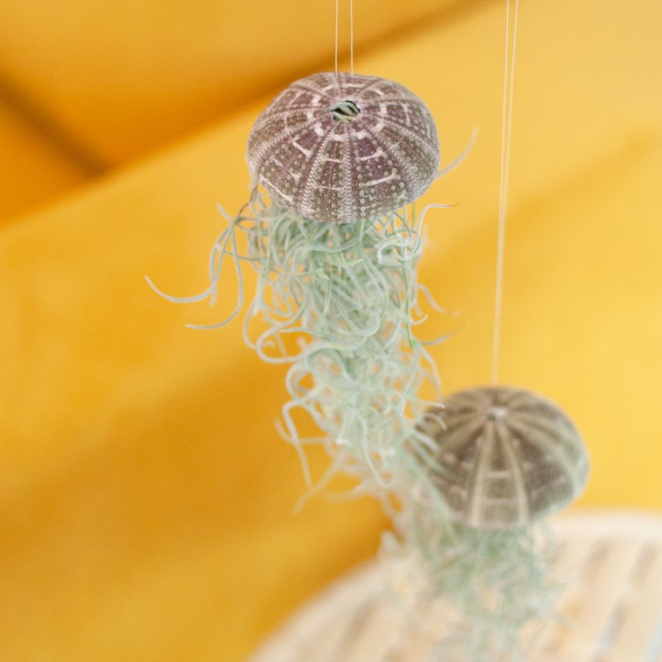 Tillandsia Medusa - Jellyfish Plant (2 stuks) - P9